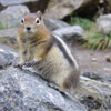 Chipmunk